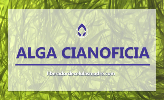 Alga Cianoficia