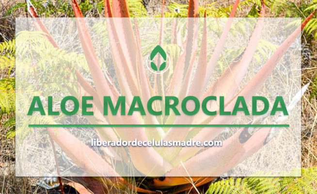 Aloe Macroclada