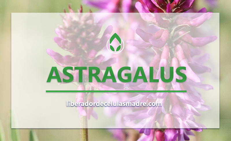 Astragalus