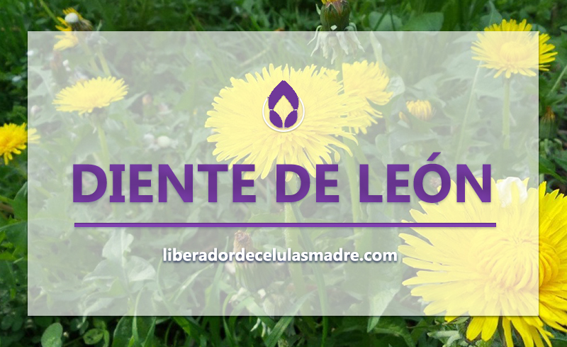 Diente de León