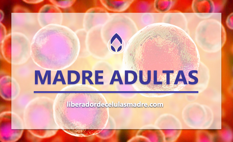 Células Madre Adultas