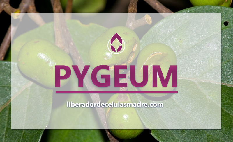 Pygeum