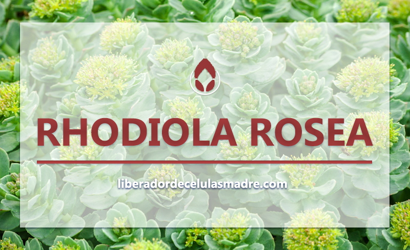 Rhodiola Rosea