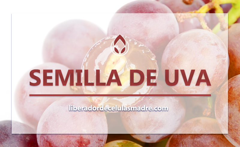 Semilla de Uva