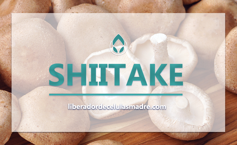 Shiitake